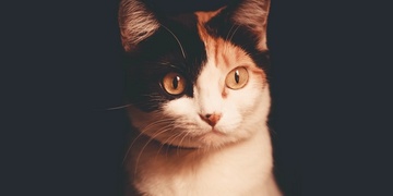 NestJS Authentication and Authorization