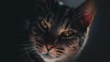 NestJS Fundamentals