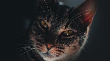 NestJS Fundamentals