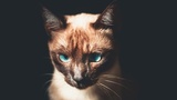 NestJS GraphQL - Schema-first approach