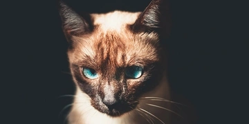 NestJS GraphQL - Schema-first approach thumbnail