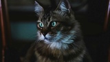 NestJS Microservices