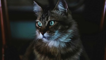 NestJS Microservices